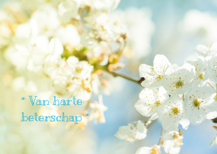 Beterschapskaarten bloesem MM - Beterschapskaarten Beterschapskaarten - Beterschapskaarten bloesem MM