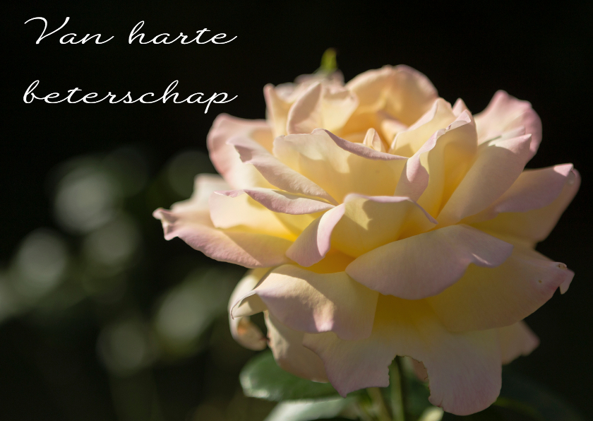 Beterschapskaarten Roos MM - Beterschapskaarten Beterschapskaarten - Beterschapskaarten Roos MM