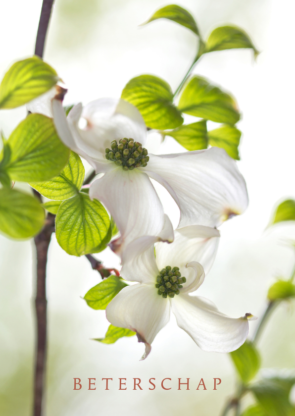 Beterschapskaarten - Bloemenkaart met Cornus