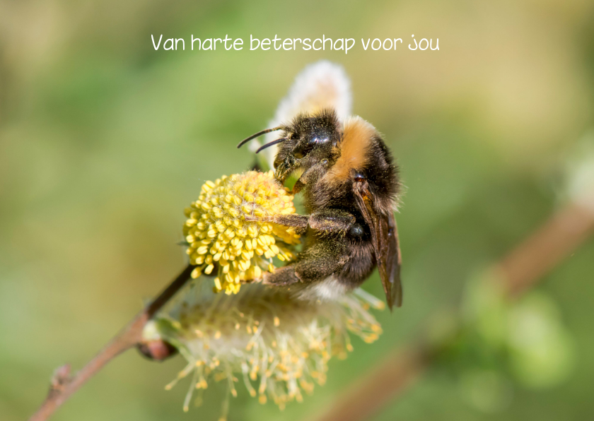 Beterschapskaarten - Dierenkaart beterschap vrolijke wilgenkatjes en een hommel