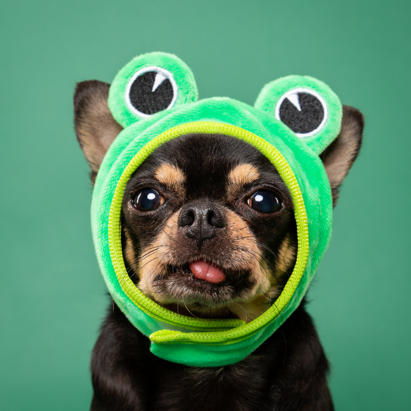 Beterschapskaarten - Grappige beterschapskaart van hond met kikkermuts en tong