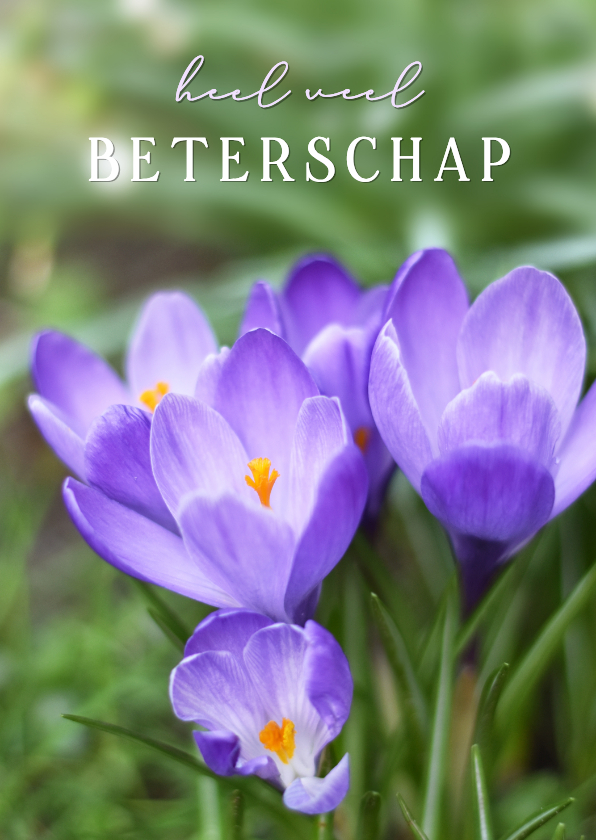 Beterschapskaarten - Klassieke beterschapskaart met foto van paarse krokussen
