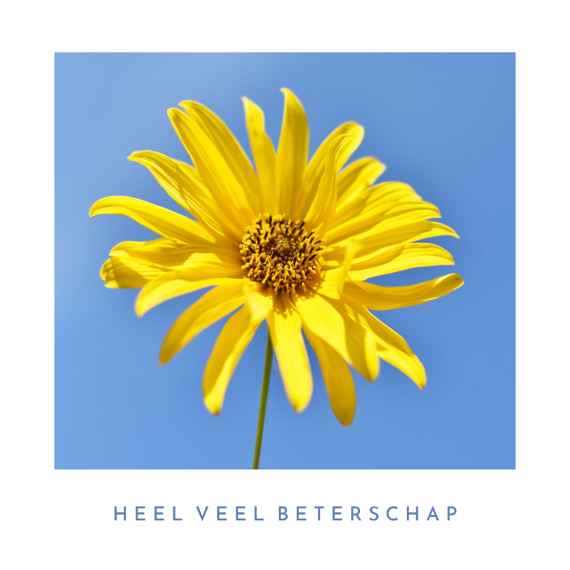 Zonnige beterschapskaart met foto van een zonnebloem - Beterschapskaarten Beterschapskaarten - Zonnige beterschapskaart met foto van een zonnebloem