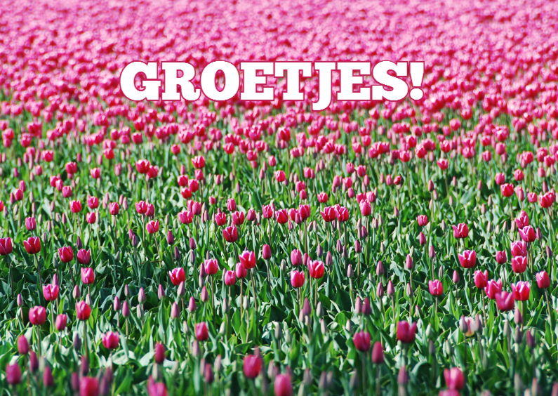 14191 Tulpenveld groetjes - Bloemenkaarten Bloemenkaarten - 14191 Tulpenveld groetjes