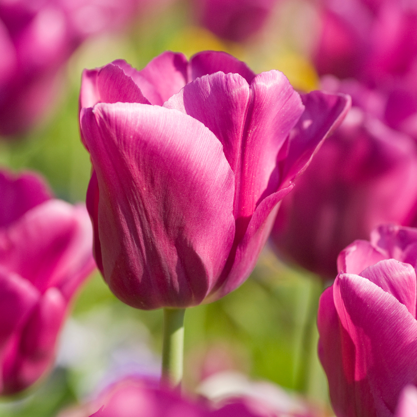 Bloemenkaarten - 4K donkerroze tulp
