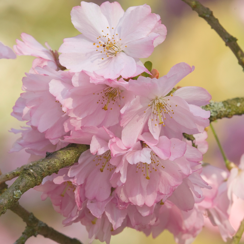 Bloemenkaarten - 4k roze bloesem van prunusboom