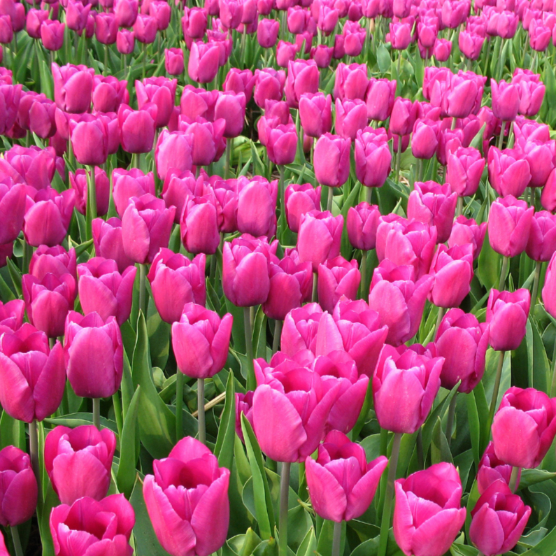 4K Roze Tulpen - Bloemenkaarten Bloemenkaarten - 4K Roze Tulpen