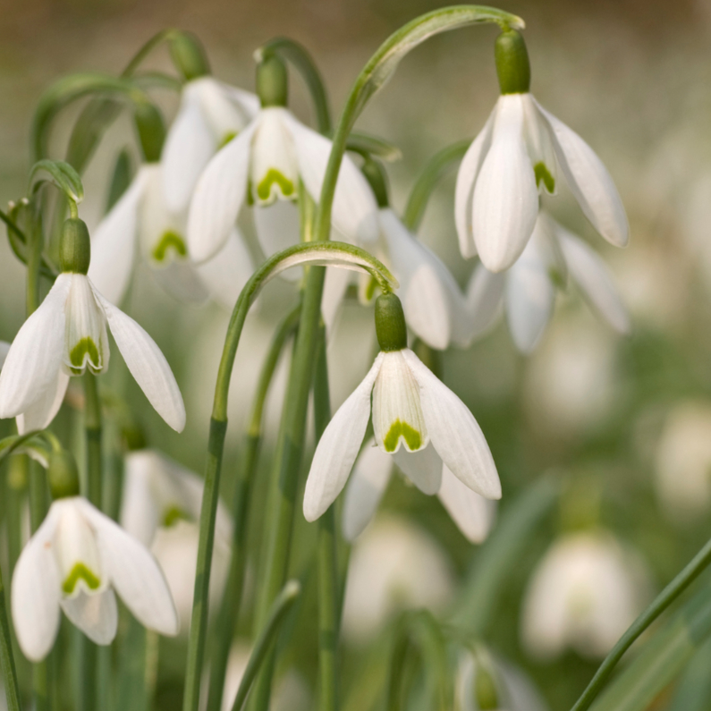4K Sneeuwklokjes - Bloemenkaarten Bloemenkaarten - 4K Sneeuwklokjes