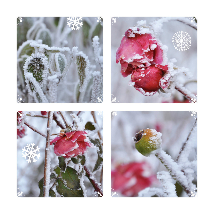 Bloemenkaarten - Ansichtkaart winter bloemen