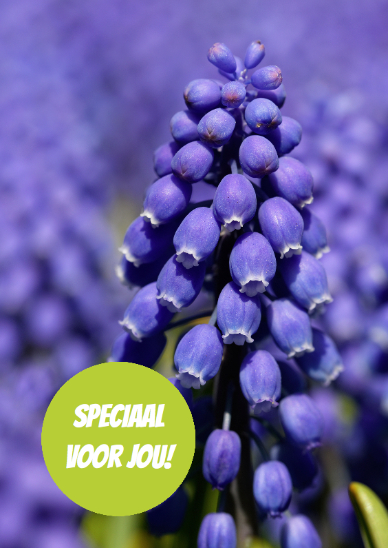 Blauwe druif groene cirkel - OT - Bloemenkaarten Bloemenkaarten - Blauwe druif groene cirkel - OT