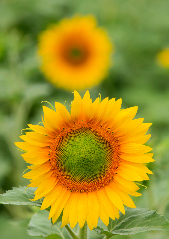 Bloemenkaarten - Bloeiende zonnebloemen