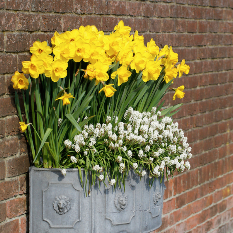 Bloembak narcis witte druif - OT - Bloemenkaarten Bloemenkaarten - Bloembak narcis witte druif - OT