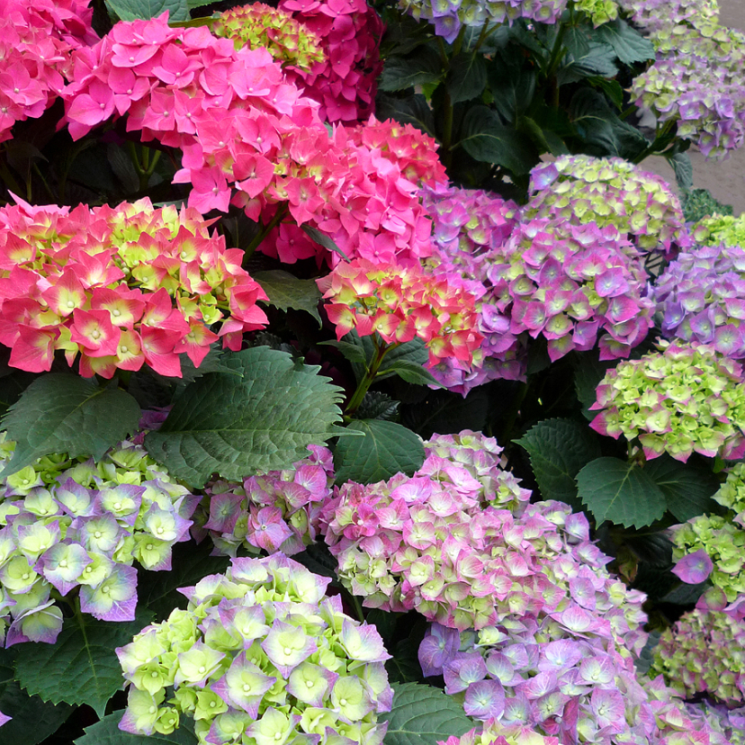 Bloemen Kleurige Hortensia s - Bloemenkaarten Bloemenkaarten - Bloemen Kleurige Hortensia s