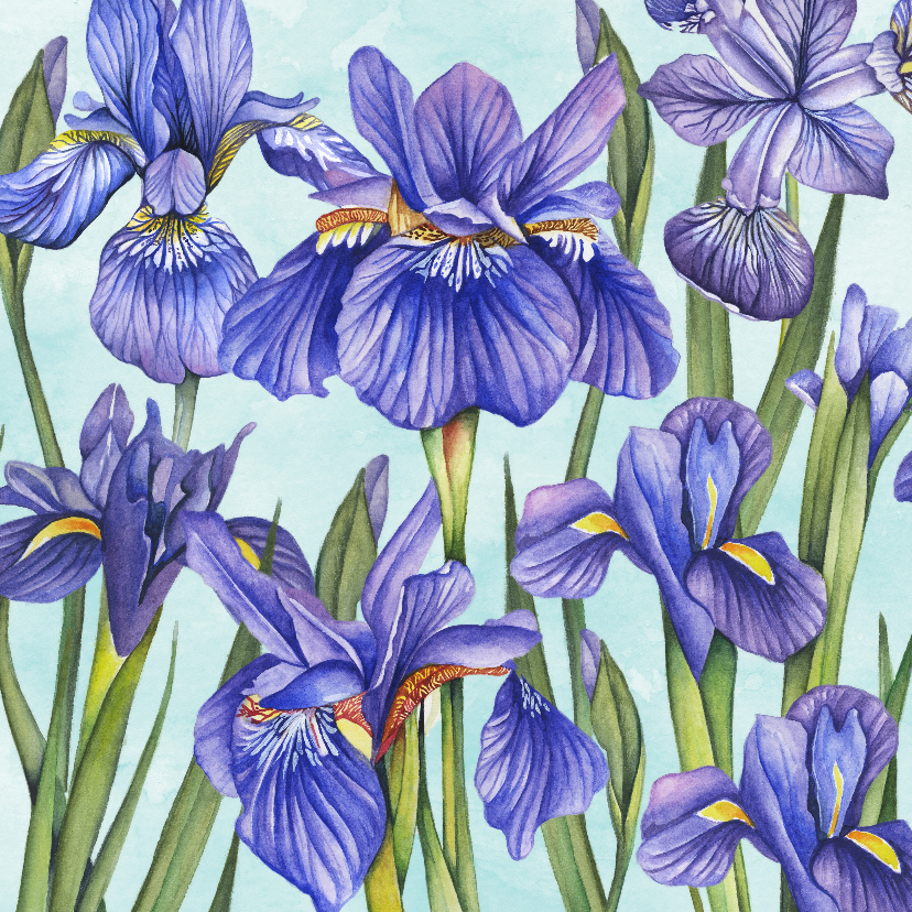 Bloemen Lisse aquarel - Bloemenkaarten Bloemenkaarten - Bloemen Lisse aquarel