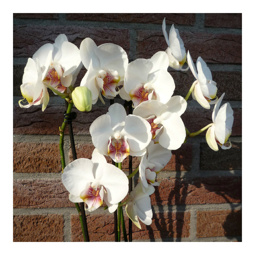 bloemen orchideetjes muurbloem - Bloemenkaarten Bloemenkaarten - bloemen orchideetjes muurbloem