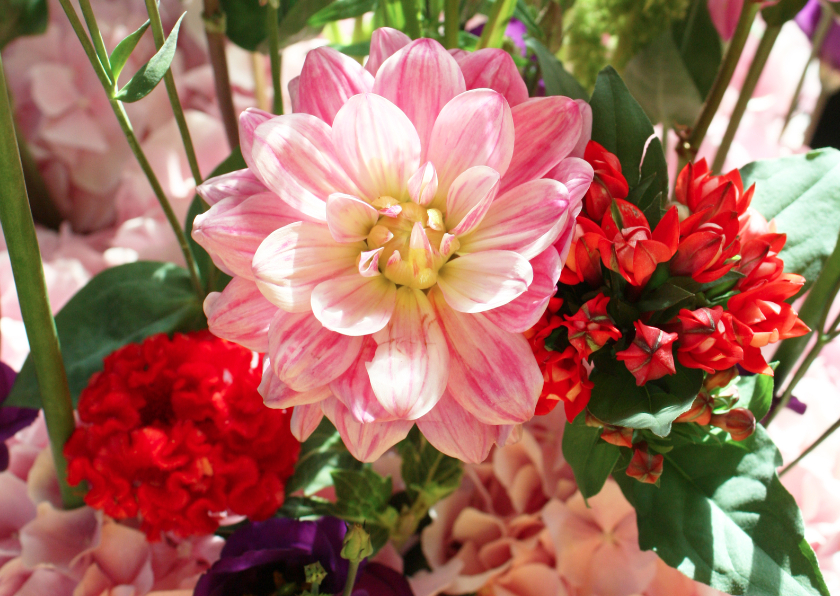 Bloemen roze&rood - Bloemenkaarten Bloemenkaarten - Bloemen roze&rood