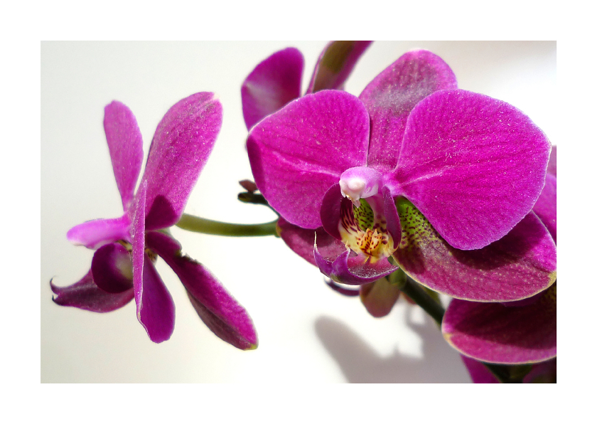 Bloemenkaarten - Bloemen volpaarse orchidee