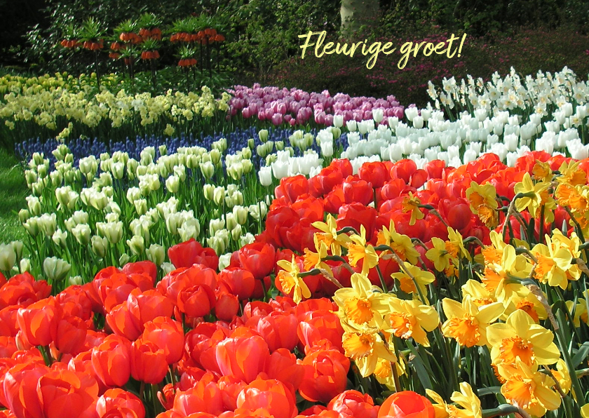 Bloemen voorjaar- en zomer groet - Bloemenkaarten Bloemenkaarten - Bloemen voorjaar- en zomer groet
