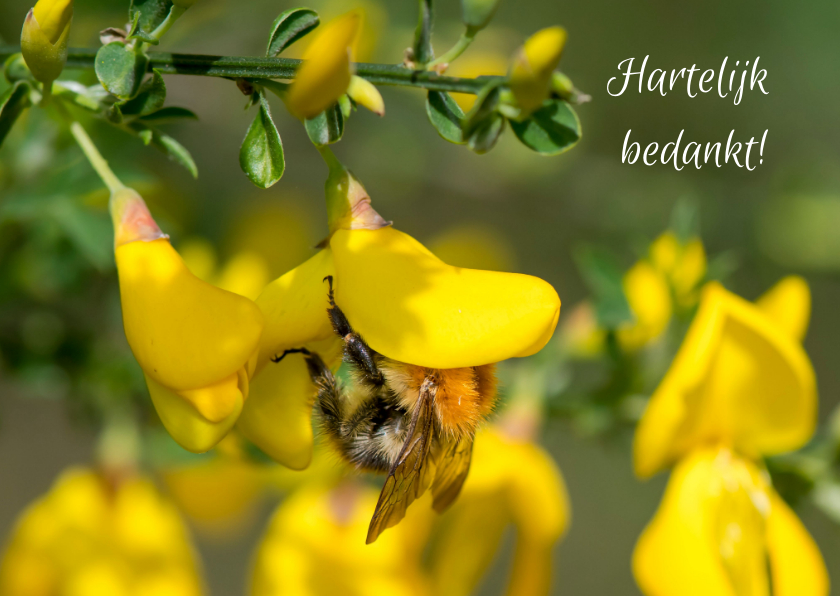 Bloemenkaarten - Bloemenkaart bedankt met knalgele bloemen en een bij