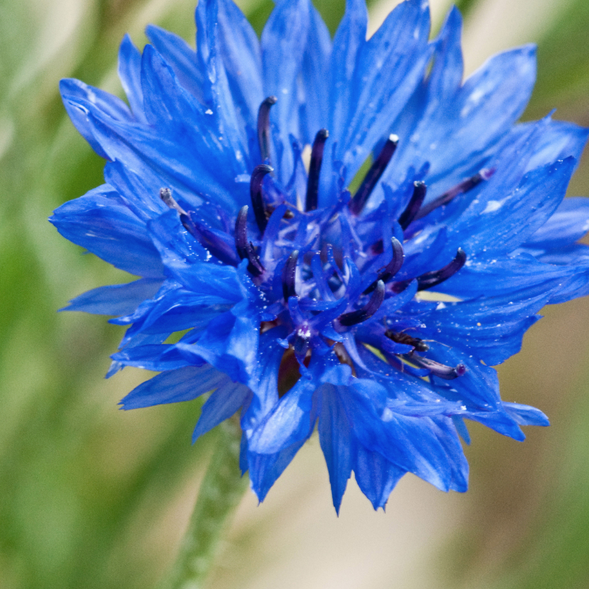 Bloemenkaart blauw - Bloemenkaarten Bloemenkaarten - Bloemenkaart blauw