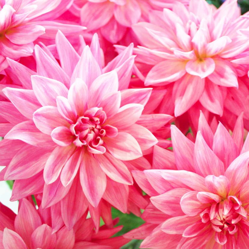 Bloemenkaart Dahlias - Bloemenkaarten Bloemenkaarten - Bloemenkaart Dahlias