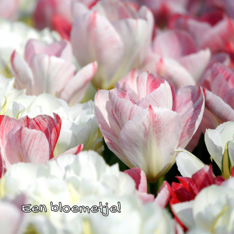 Bloemenkaart - Een Tulpen Zee OT - Bloemenkaarten Bloemenkaarten - Bloemenkaart - Een Tulpen Zee OT