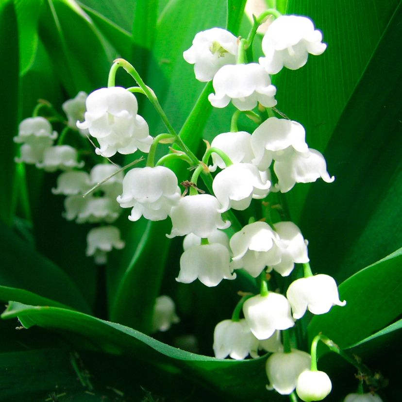 Bloemenkaart lelietjes - Bloemenkaarten Bloemenkaarten - Bloemenkaart lelietjes