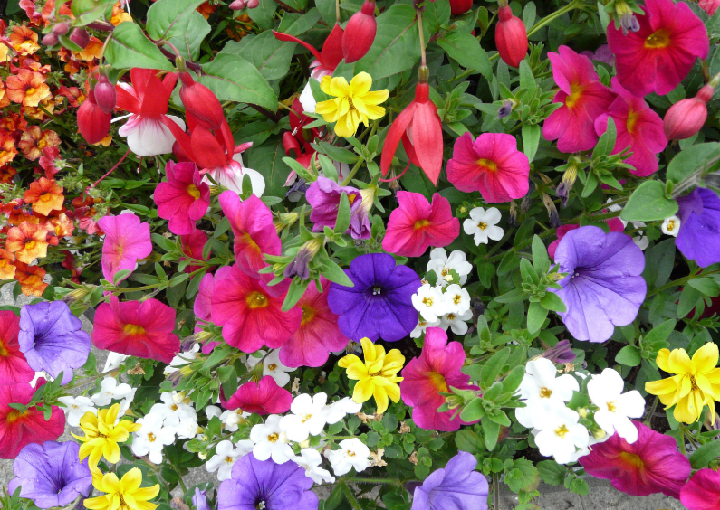 Bloemenkaart met diverse mooie bloemen in border - Bloemenkaarten Bloemenkaarten - Bloemenkaart met diverse mooie bloemen in border