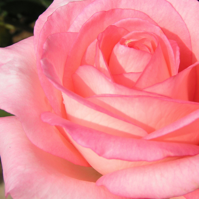 Bloemenkaart met een roos - Bloemenkaarten Bloemenkaarten - Bloemenkaart met een roos