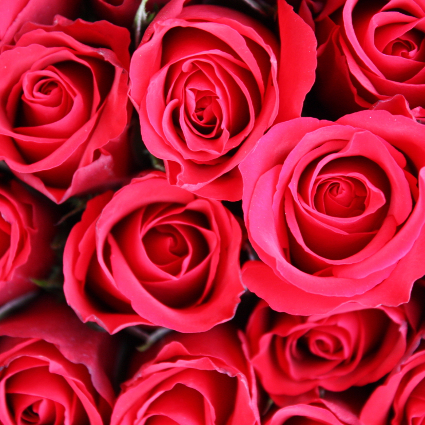 Bloemenkaarten - Bloemenkaart met felrode rozen