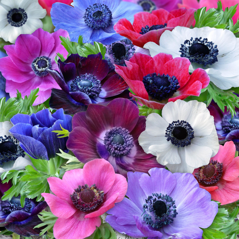 Bloemenkaarten - Bloemenkaart met kleurrijke Anemonen voor een vriendin