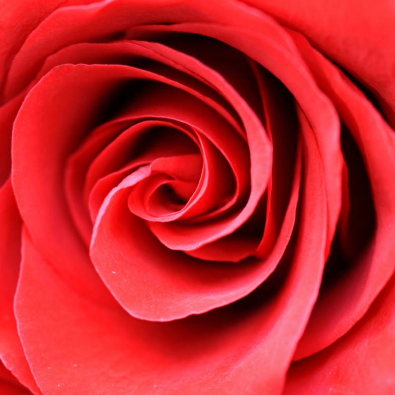 Bloemenkaart met prachtige roos - Bloemenkaarten Bloemenkaarten - Bloemenkaart met prachtige roos