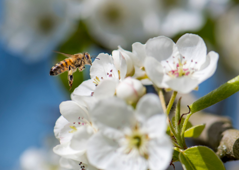 Bloemenkaarten - Bloemenkaart met witte appelbloesem en vliegende bij