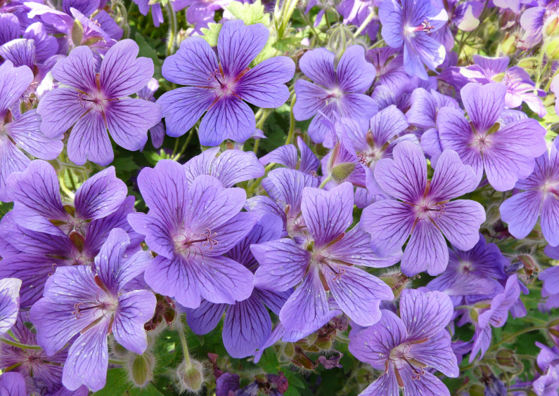 Bloemenkaart paars blauw zonder tekst - Bloemenkaarten Bloemenkaarten - Bloemenkaart paars blauw zonder tekst