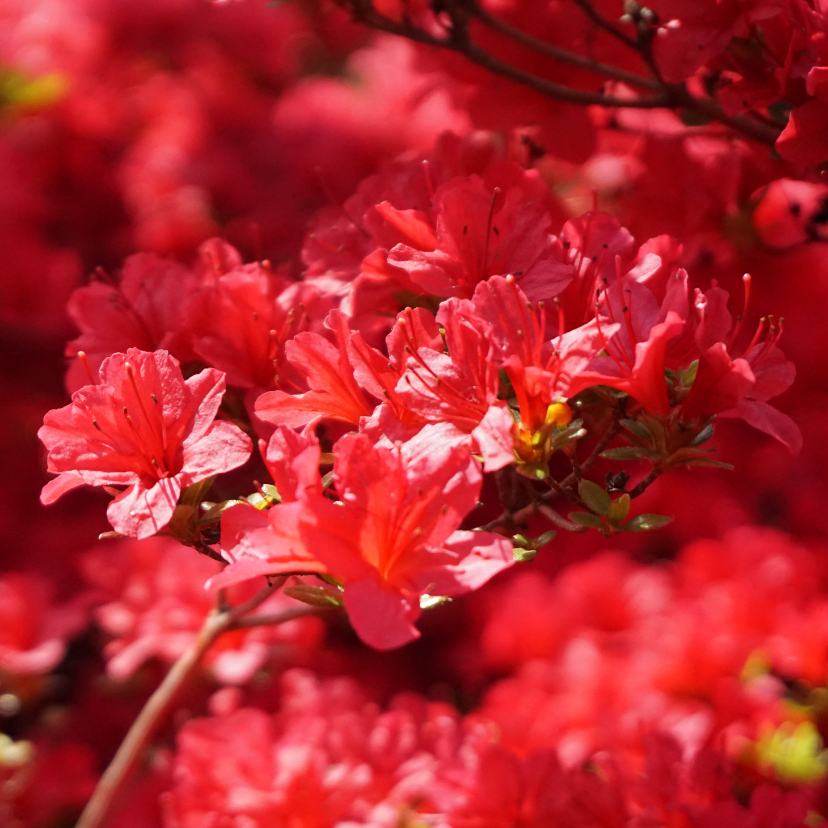 Bloemenkaart rode rhododendron - Bloemenkaarten Bloemenkaarten - Bloemenkaart rode rhododendron