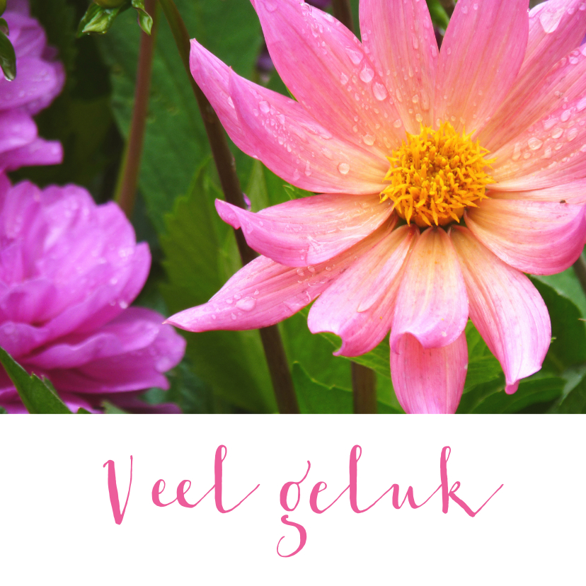 Bloemenkaart roze dahlia bloem - Bloemenkaarten Bloemenkaarten - Bloemenkaart roze dahlia bloem