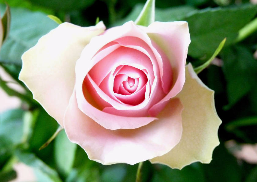Bloemenkaarten - Bloemenkaart roze Roosje