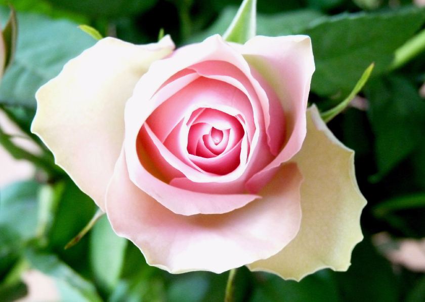 Bloemenkaart roze Roosje - Bloemenkaarten Bloemenkaarten - Bloemenkaart roze Roosje