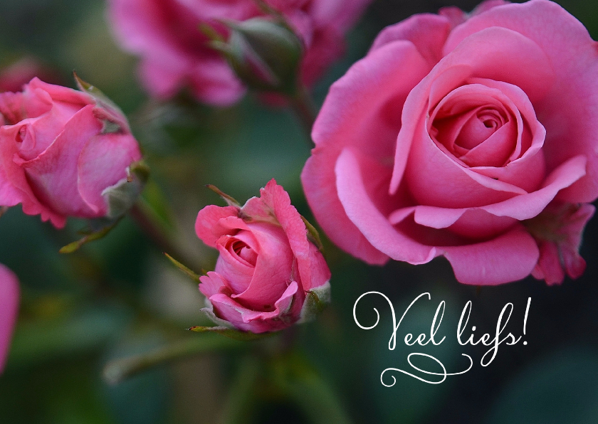 Bloemenkaarten - Bloemenkaart rozen veel liefs