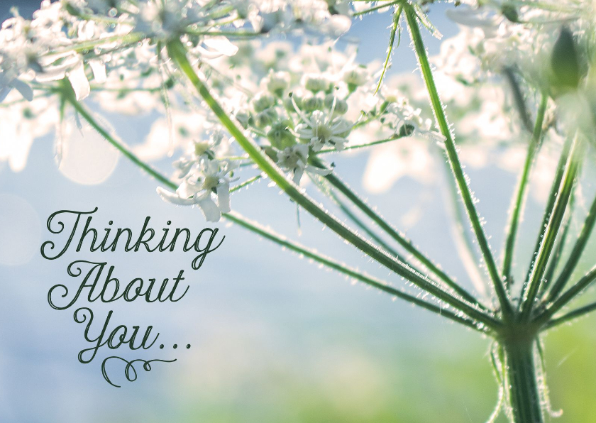 Bloemenkaart thinking about you zomaar liefs - Bloemenkaarten Bloemenkaarten - Bloemenkaart thinking about you zomaar liefs