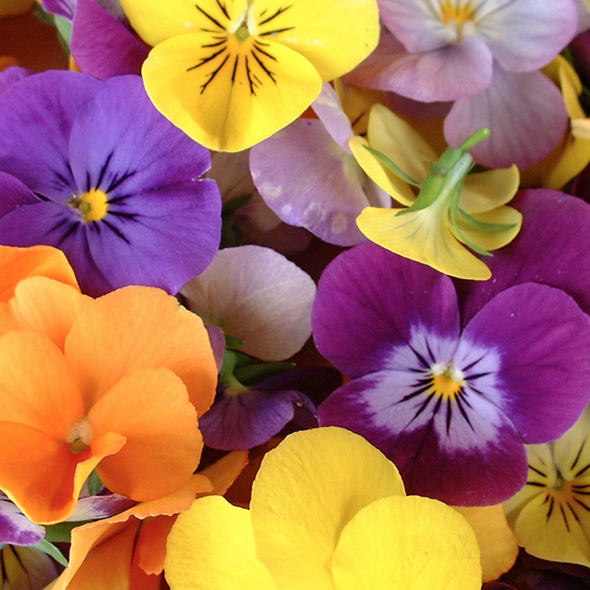 Bloemenkaart viooltjes - Bloemenkaarten Bloemenkaarten - Bloemenkaart viooltjes