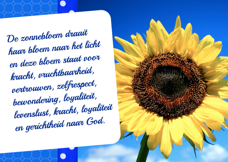Bloemenkaart Zonnebloem - BK - Bloemenkaarten Bloemenkaarten - Bloemenkaart Zonnebloem - BK