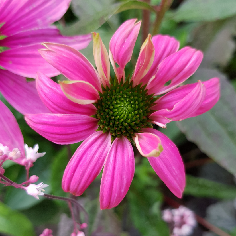 Bloemenkaart - Zonnehoed speciaal voor jou - Bloemenkaarten Bloemenkaarten - Bloemenkaart - Zonnehoed speciaal voor jou