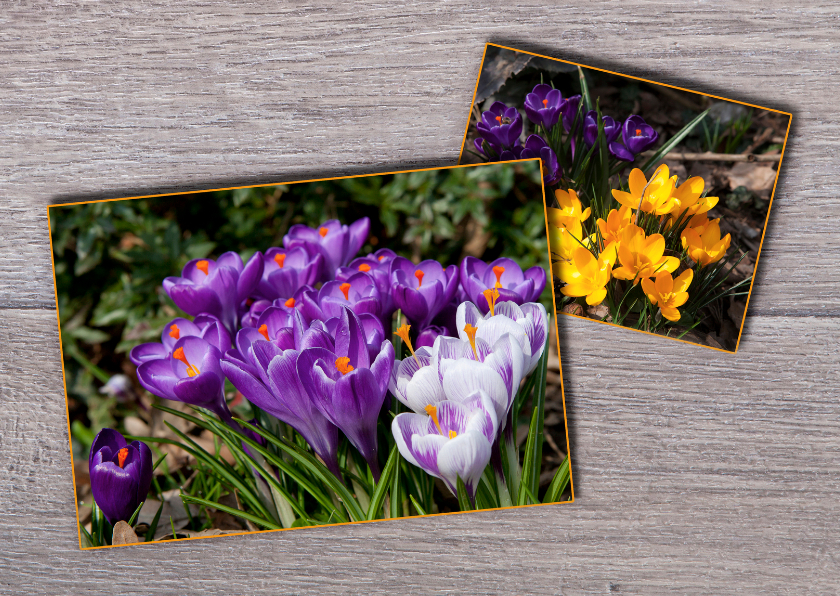 Bloemenkaarten voorjaar MM - Bloemenkaarten Bloemenkaarten - Bloemenkaarten voorjaar MM