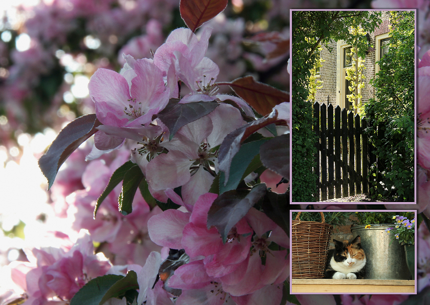 bloesem en kat - Bloemenkaarten Bloemenkaarten - bloesem en kat
