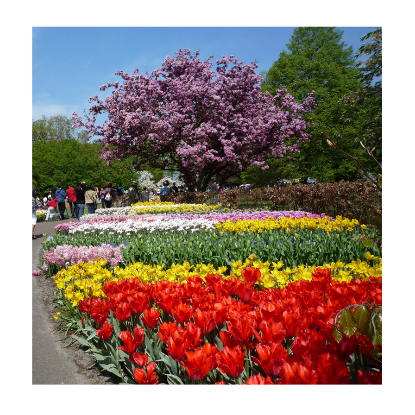 Bloesem en tulpen in de Keukenhof - Bloemenkaarten Bloemenkaarten - Bloesem en tulpen in de Keukenhof