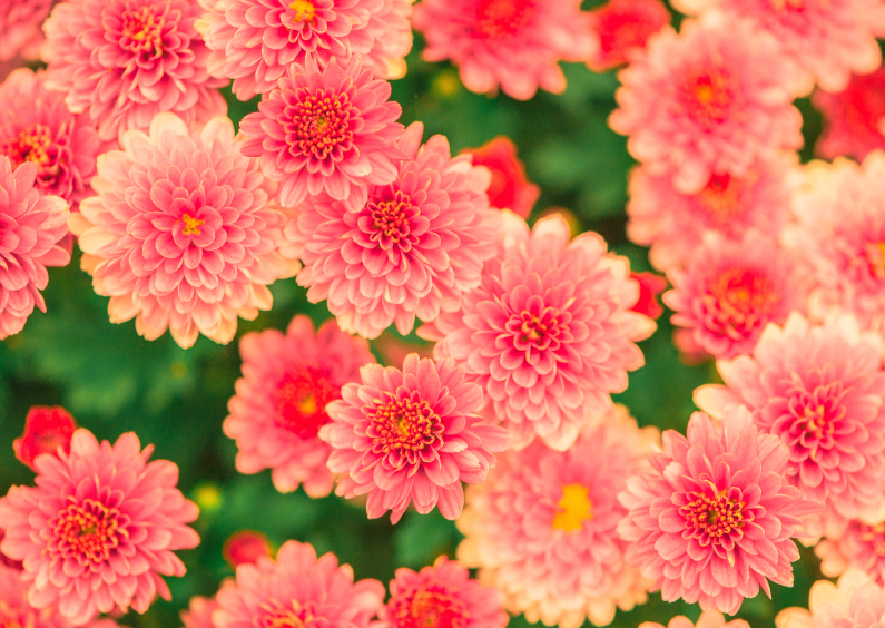 Dahlia's - DH - Bloemenkaarten Bloemenkaarten - Dahlia's - DH