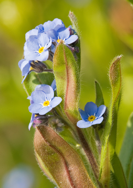 Een vergeetmenietje - Bloemenkaarten Bloemenkaarten - Een vergeetmenietje