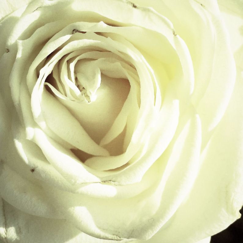 een witte roos - Bloemenkaarten Bloemenkaarten - een witte roos