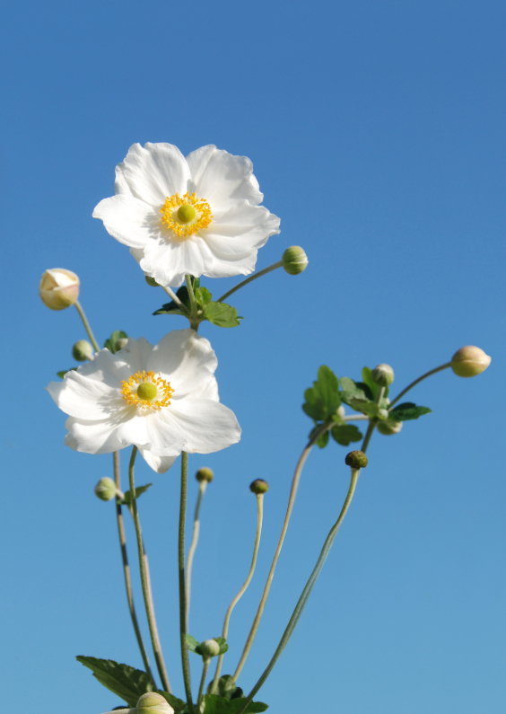 Foto met mooie witte bloemen - Bloemenkaarten Bloemenkaarten - Foto met mooie witte bloemen